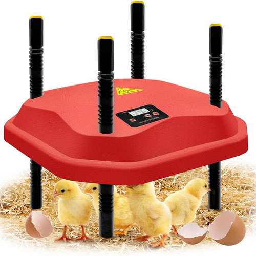 Chick brooder piastra - chick,