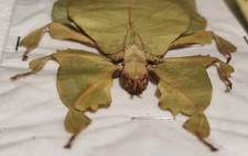 ORANGE PHYLLIIDAE: PHYLLIUM BIOCULATUM PULCHRIFOLIUM 1 PZ USA