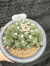 Multi teste Ariocarpus fis var