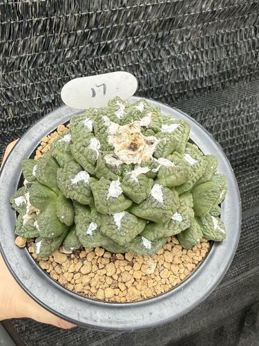 Multi teste ariocarpus fis var - fis,