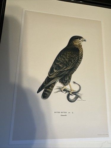 Tre stampe uccellini buteo - stampe,