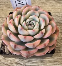 Echeveria minima variegata - minima,