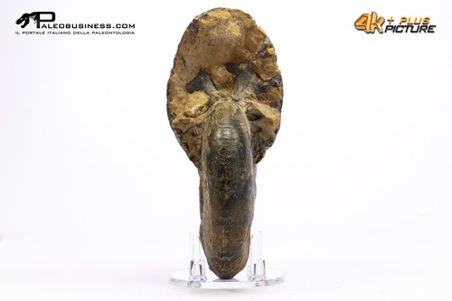 Ammonite phylloceras - phylloceras, sp.