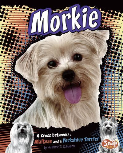 Morkie cross between a - morkie:,