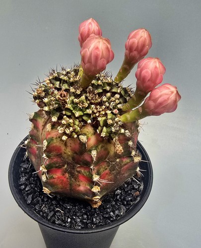 Eccezionale gymnocalycium - eccezionale,