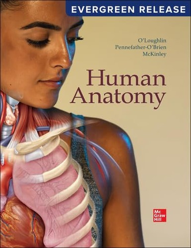 Human anatomy 2024 - human, anatomy: