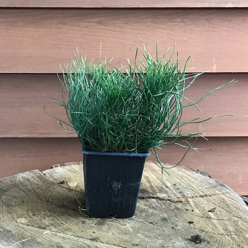 Pino nano sempreverde conifera