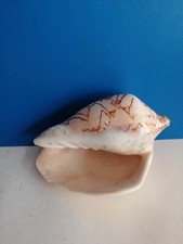 SPLENDIDA CONCHIGLIA