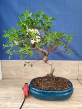 bonsai di ciliegio  h 46  cm