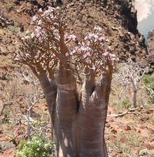 Adenium obesum | Desert rose |