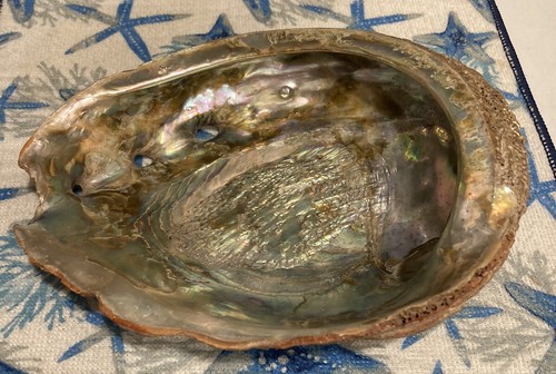 Grande guscio abalone circa - grande,