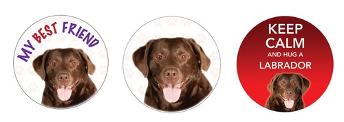 Chocolate labrador dog - chocolate,