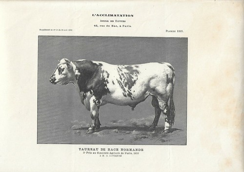 Stampa antica toro razza - toro,
