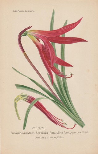 Jakobslilie sprekelia - jakobslilie, (sprekelia
