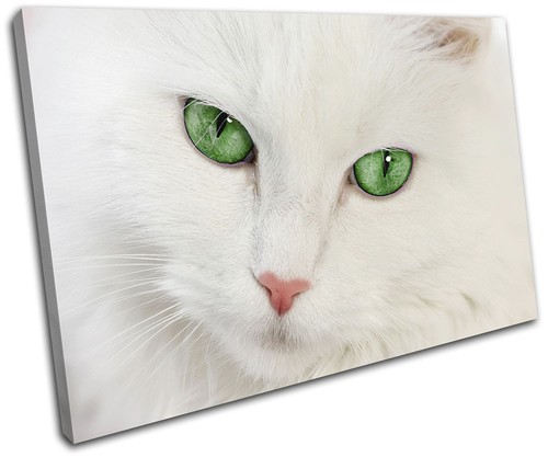 Cat kitten green - cat,