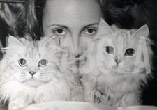 Foto vintage Gatti, 1963, Gatti Persiani Silver Shade, Stampa 18 x 13 cm