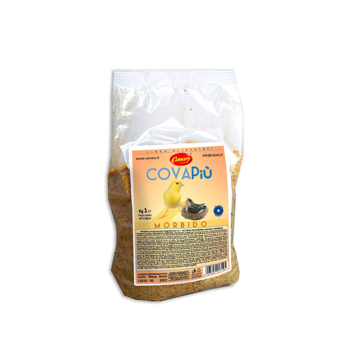 Canary pastone cova - canary,
