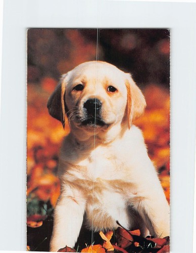 Cartolina cucciolo labrador - cartolina,