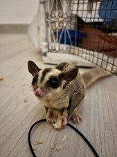 Petauro Dello Zucchero