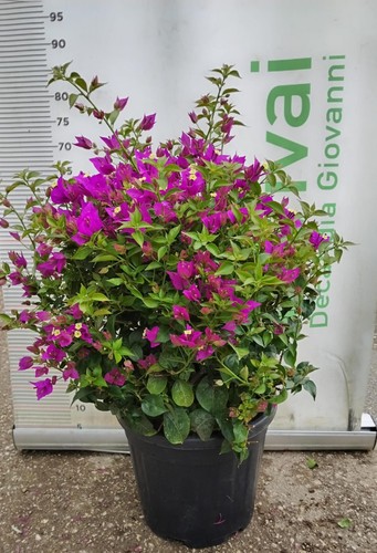 Pianta bouganvillea - pianta, di