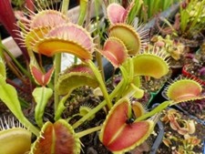 Dionaea Muscipula "filiformis"