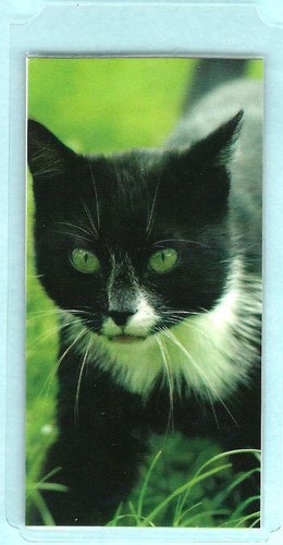 Segnalibro regalo gattino