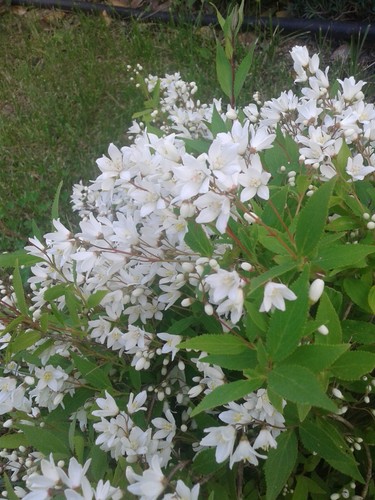 Deutzia gracilis pianta - deutzia,