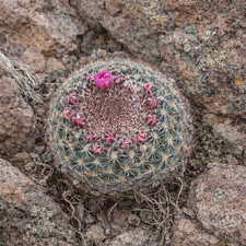 Pediocactus simpsonii LZ097