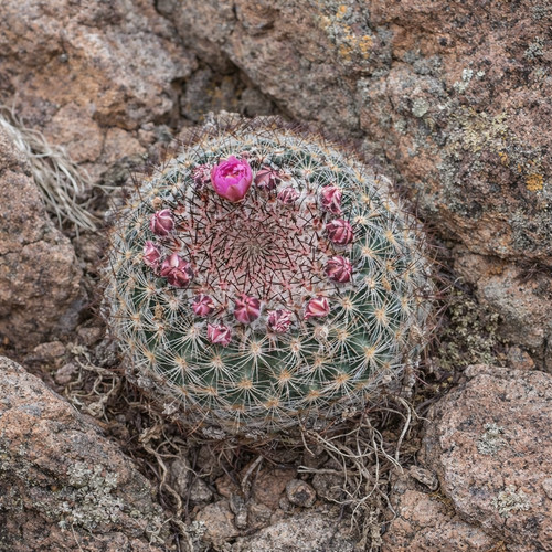 Pediocactus simpsonii lz097 - pediocactus,
