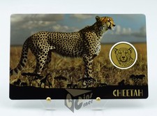 Ghepardo africano - Africa's