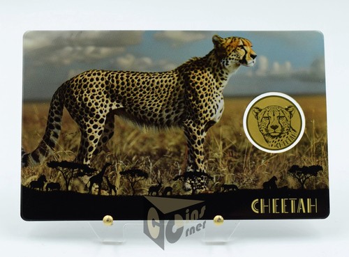 Ghepardo africano africa - ghepardo, africa's