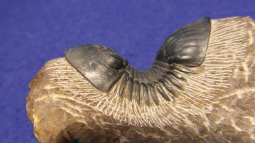 Trilobite paralejurus - trilobite,