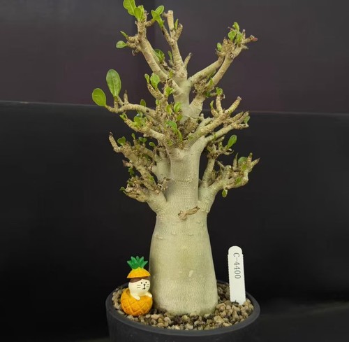 Alto adenium obesum - 30,