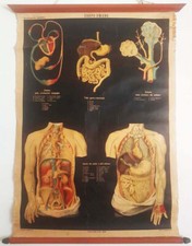 Tavola anatomica vallardi - tavola,