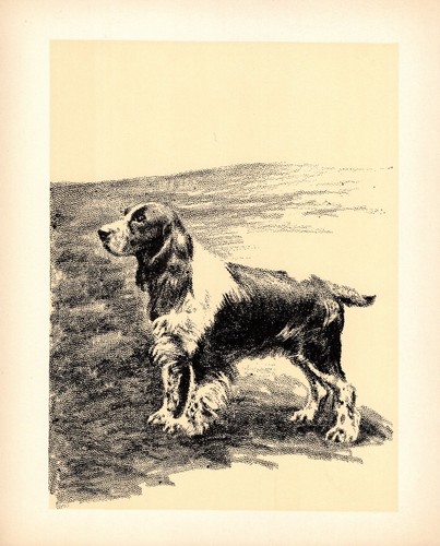 Stampa springer spaniel - springer,