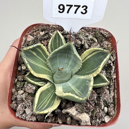 Pianta succulenta cactus - succulenta, di