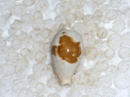 Cypraea saulae amazing blotch - saulae,