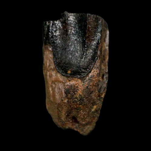Triceratopo dente - xl, 0,8"