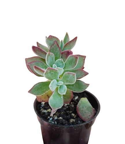 Echeveria pulvinata devotion