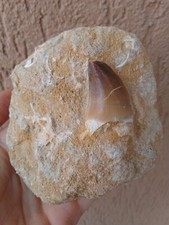 Fossili * STUPENDO DENTE