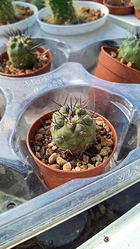 Copiapoa cinerea succulente