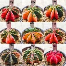 Semi mix di - 50, in