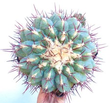 Thelocactus hexaedrophorus