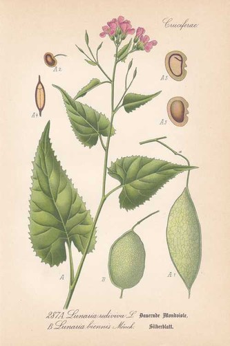 Lunaria foglia argento - lunaria,