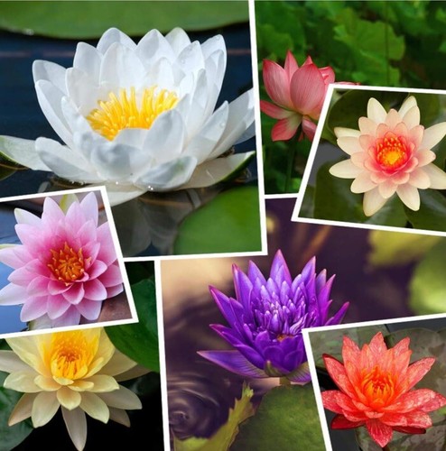 Pianta fiori ninfea - pianta,
