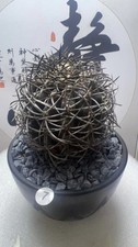 6-8cm RareSucculent Plant