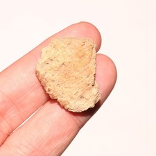 Fossile di dinosauro parziale