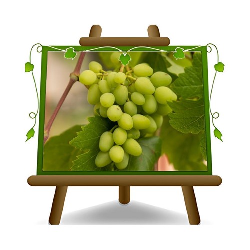 Vite vittoria pianta frutto - pianta, da
