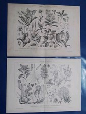 800/900 _ PIANTE OFFICINALI _