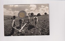 Campagna laziale buoi aratro - -,